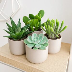 mini-sculent-baby-shower-Favor-Ideas